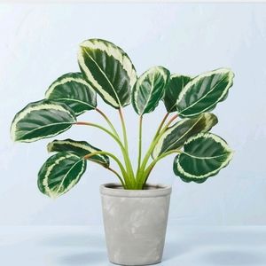 Faux Calathea Plant in Ceramic Pot from Hearth and Hand